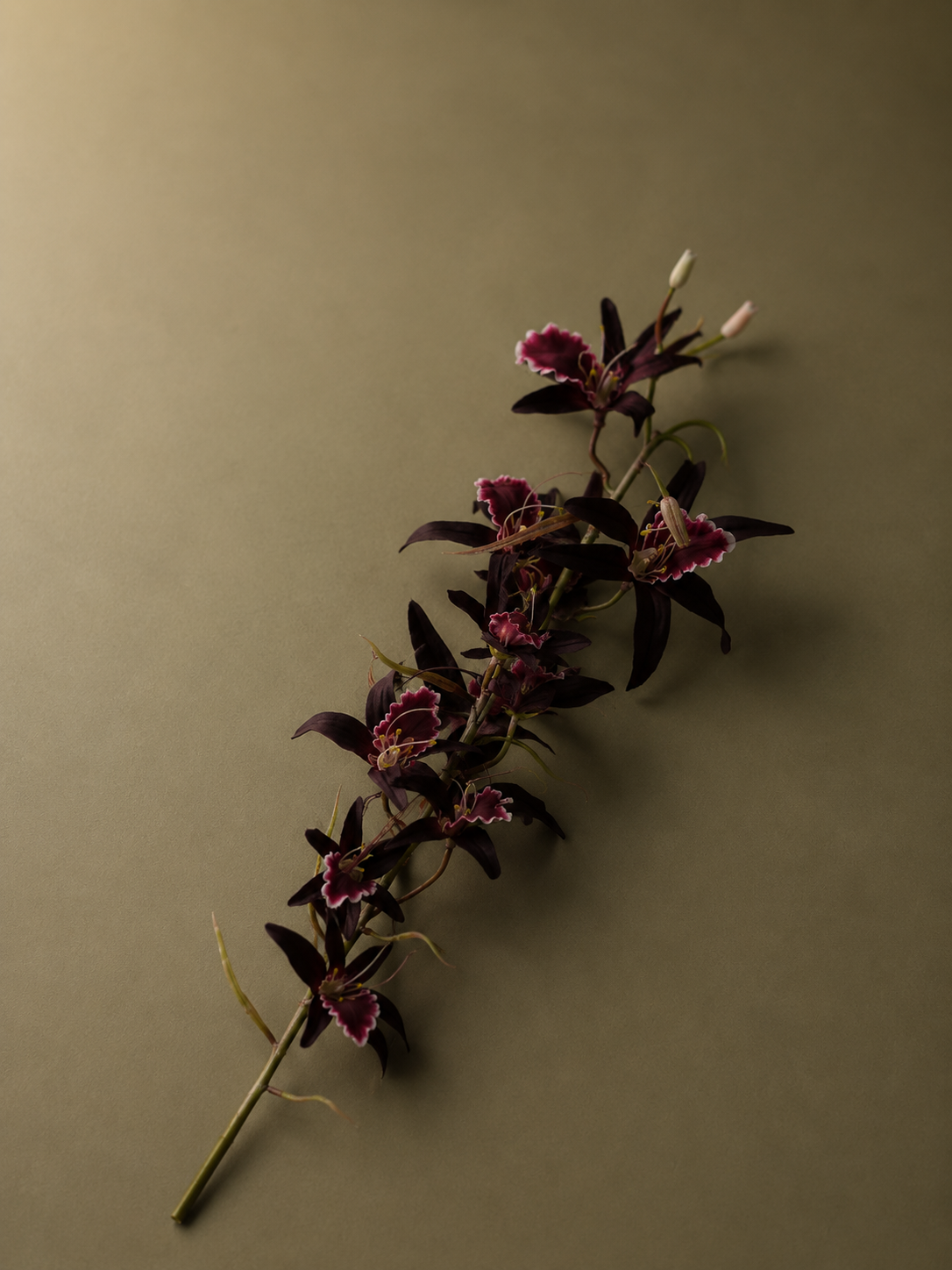 Orchid