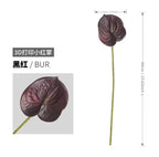 Anthurium