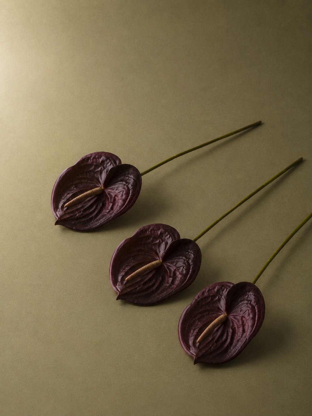 Anthurium Bundle