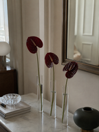 Anthurium Bundle