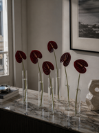 Anthurium Bundle