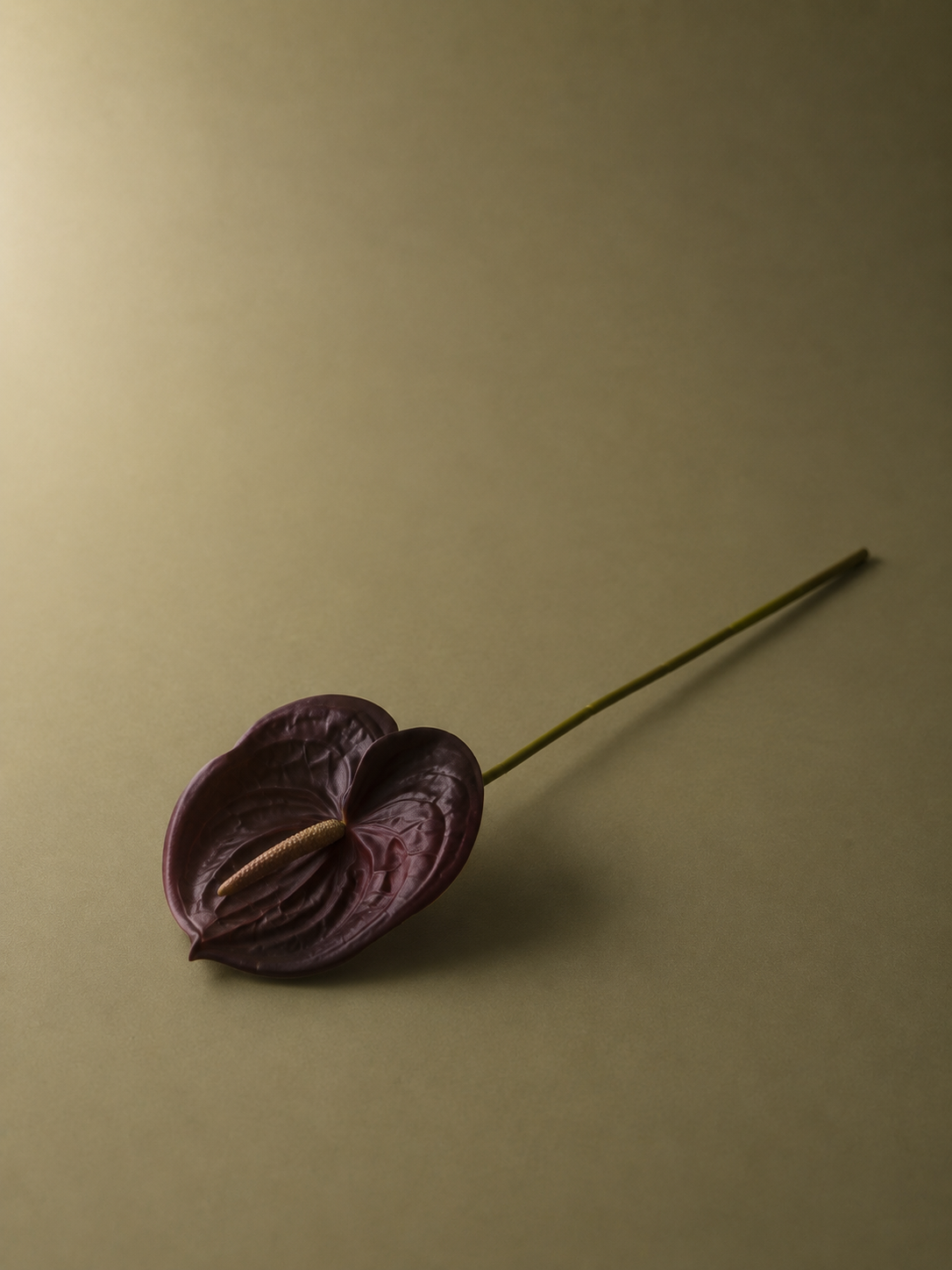 Anthurium Bundle