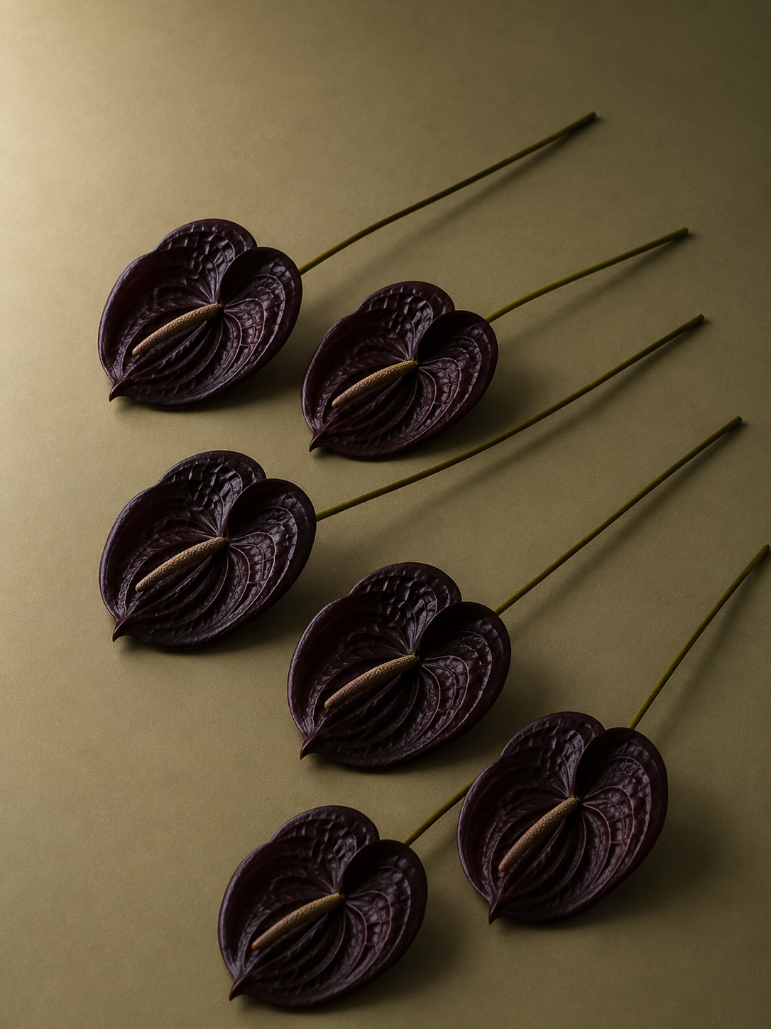Anthurium Bundle